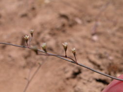 Image of Pahrump Valley buckwheat