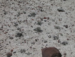 Image of Churchill Narrows buckwheat