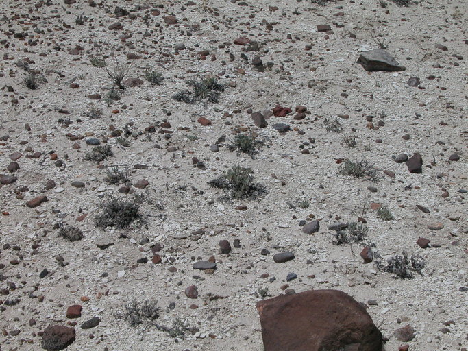 Image of Churchill Narrows buckwheat