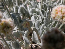 Image of Churchill Narrows buckwheat