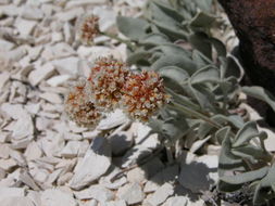 Image of Churchill Narrows buckwheat