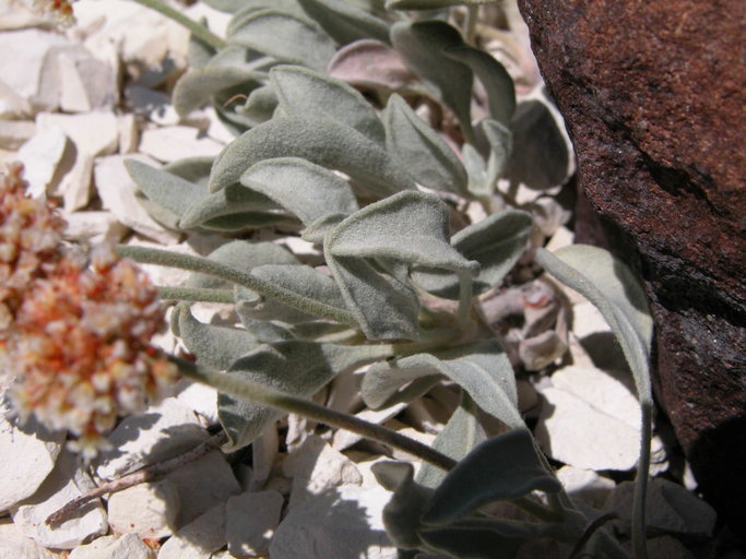 Image of Churchill Narrows buckwheat