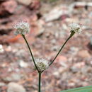 Plancia ëd Eriogonum nudum var. deductum (Greene) Jeps.