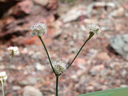 Imagem de Eriogonum nudum var. deductum (Greene) Jeps.