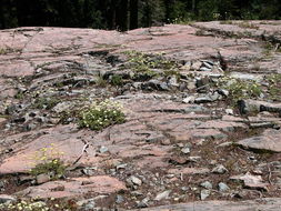 Слика од Eriogonum ursinum S. Wats.