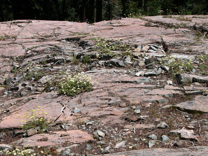 Image of Bear Valley buckwheat