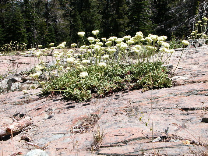 Image of Bear Valley buckwheat