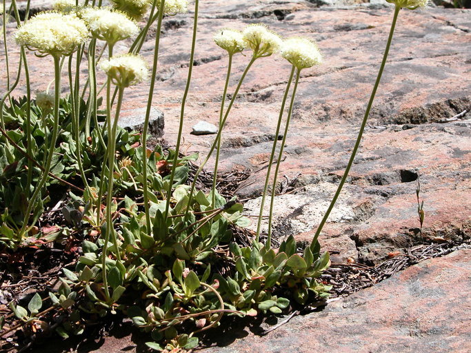 Слика од Eriogonum ursinum S. Wats.