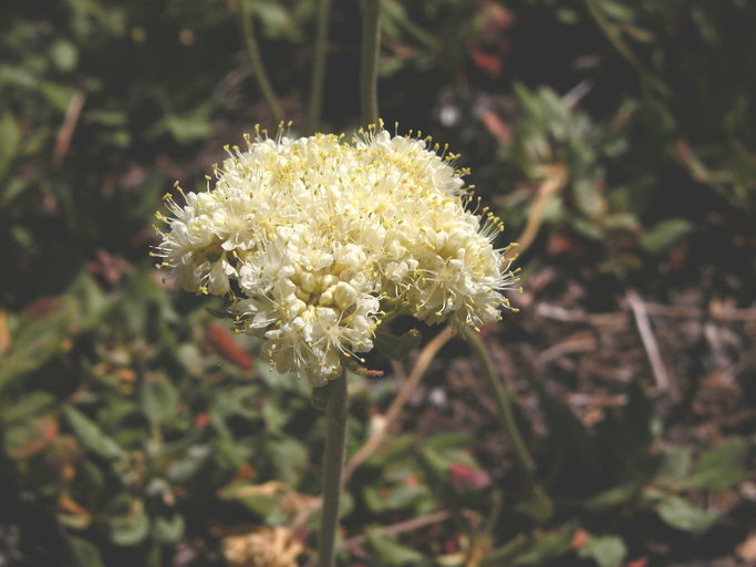 Слика од Eriogonum ursinum S. Wats.