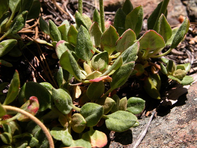 Image of Bear Valley buckwheat