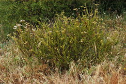 Image of Eastern Mojave buckwheat