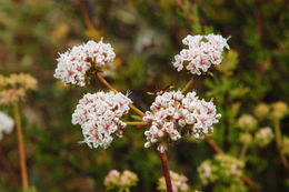 Image of Eastern Mojave buckwheat