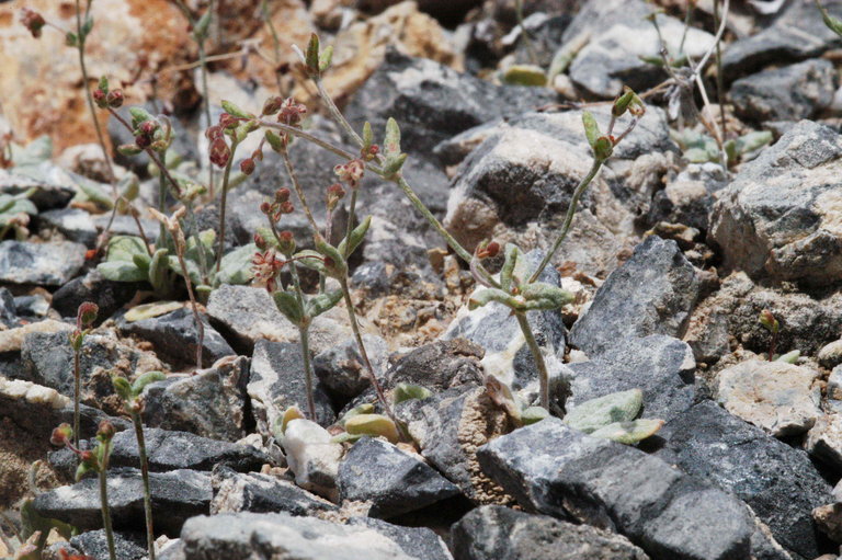 Image of spotted buckwheat