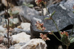 Image of spotted buckwheat