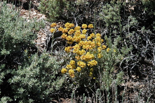 Imagem de Eriogonum umbellatum var. minus I M. Johnst.