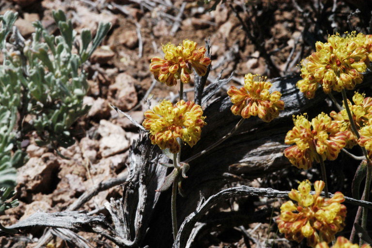 Imagem de Eriogonum umbellatum var. minus I M. Johnst.