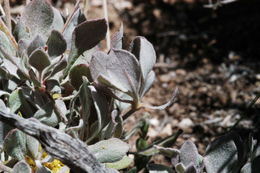 Image of alpine sulphur-flower buckwheat