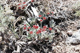 Image of sulphur-flower buckwheat