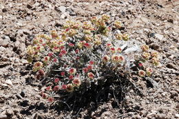 Imagem de Eriogonum umbellatum var. versicolor S. Stokes