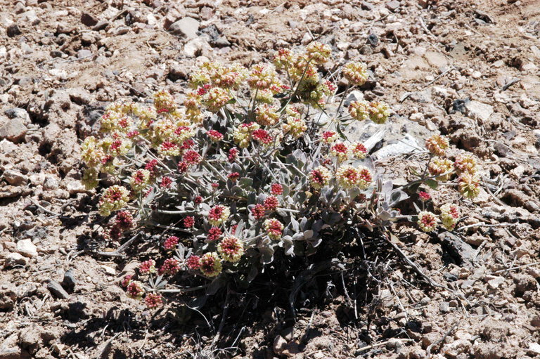 Imagem de Eriogonum umbellatum var. versicolor S. Stokes