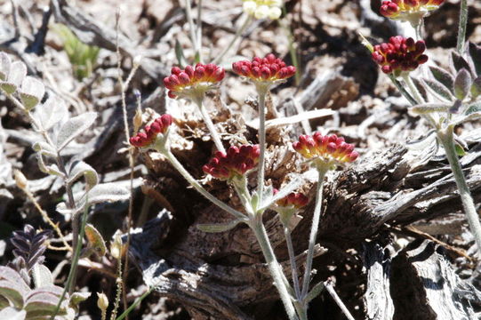 Image of sulphur-flower buckwheat