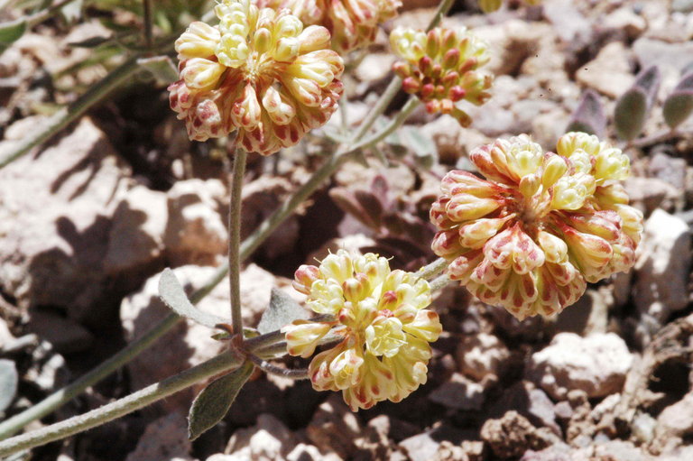 Imagem de Eriogonum umbellatum var. versicolor S. Stokes