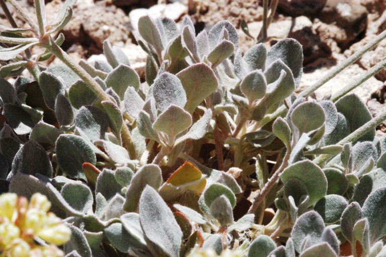 Imagem de Eriogonum umbellatum var. versicolor S. Stokes