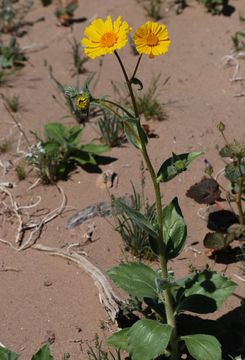 Geraea canescens Torr. & A. Gray的圖片