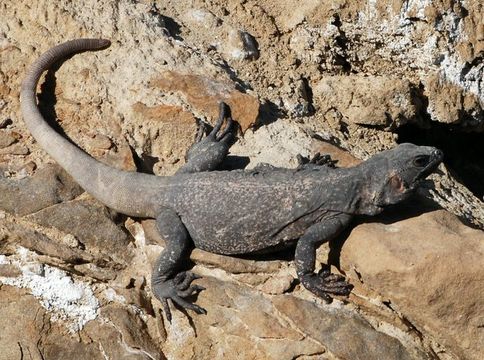 Image of Common Chuckwalla