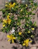 Image of creosote bush