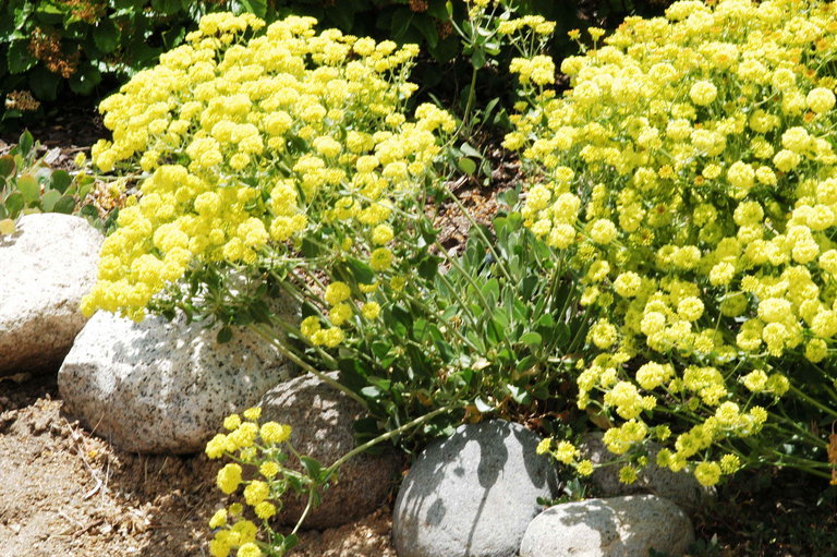 Image of sulphur-flower buckwheat