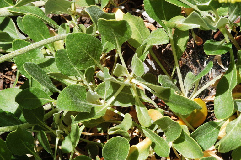 Image of sulphur-flower buckwheat