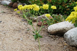 Image of sulphur-flower buckwheat