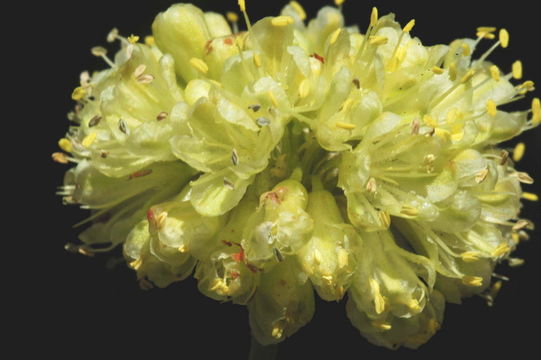 Image of sulphur-flower buckwheat