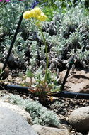 Image of sulphur-flower buckwheat