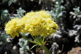 Image of sulphur-flower buckwheat