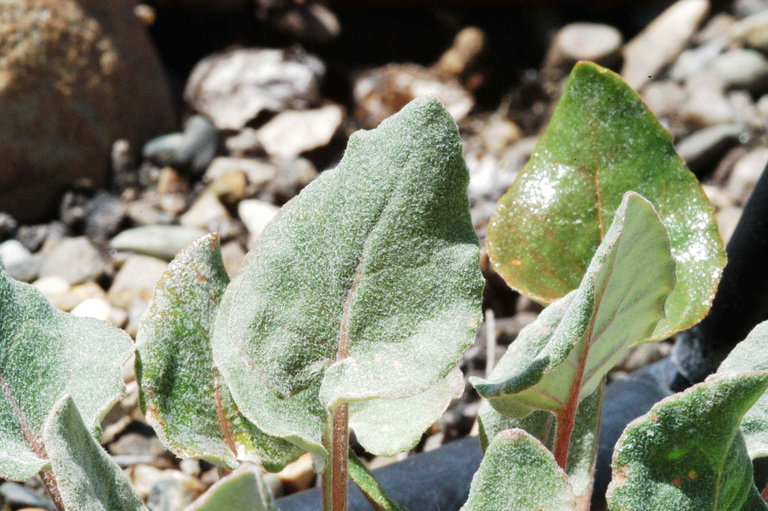 Image of sulphur-flower buckwheat