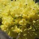 Image of sulphur-flower buckwheat