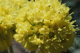 Image of sulphur-flower buckwheat