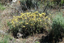 Image of sulphur-flower buckwheat