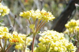 Image of sulphur-flower buckwheat