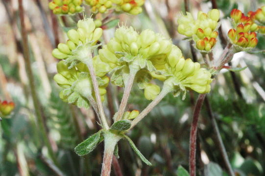 Image of sulphur-flower buckwheat