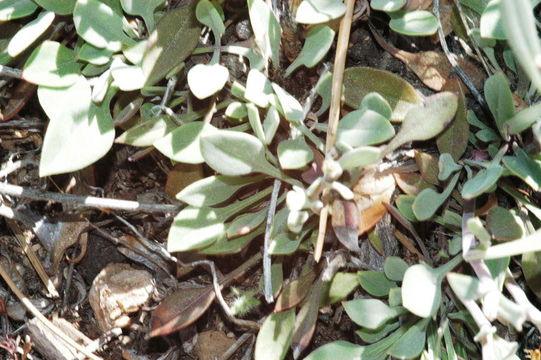 Image of sulphur-flower buckwheat