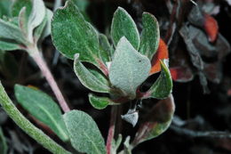 Image of sulphur-flower buckwheat