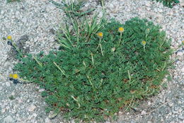 Image of cutleaf daisy