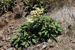 Image of arrowleaf buckwheat