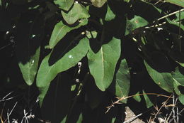 Image of arrowleaf buckwheat