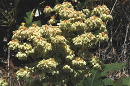 Image of arrowleaf buckwheat