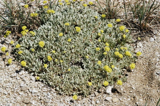 Слика од Eriogonum diclinum Reveal