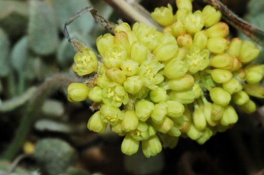 Image of Jaynes Canyon buckwheat